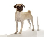 Small #2 Pug