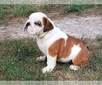 Small Photo #2 English Bulldog Puppy For Sale in GREEN FOREST, AR, USA
