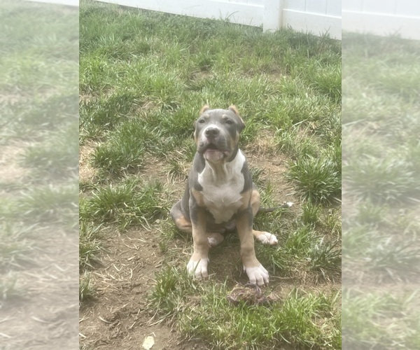 Medium Photo #2 American Bully Puppy For Sale in PIKESVILLE, MD, USA