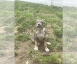 Small #1 American Bully