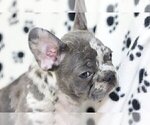 Small Photo #3 French Bulldog Puppy For Sale in LOCUST, NJ, USA