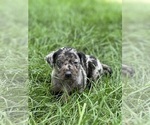 Small Photo #49 Catahoula Leopard Dog Puppy For Sale in BUSHNELL, IL, USA