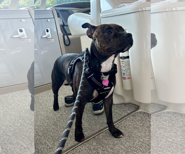 Medium Photo #13 Staffordshire Bull Terrier Puppy For Sale in Mount Laurel, NJ, USA