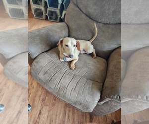 Father of the Dachshund puppies born on 05/27/2025