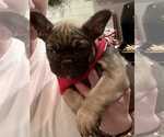 Puppy 2 French Bulldog