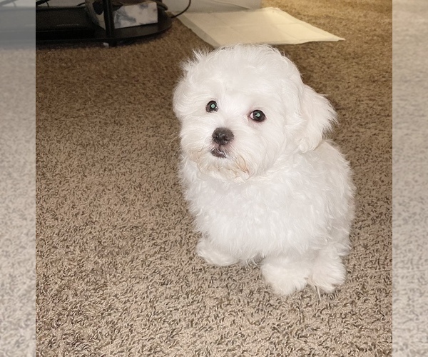 Medium Photo #1 Maltese Puppy For Sale in KANSAS CITY, MO, USA
