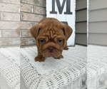 Small #3 English Bulldog