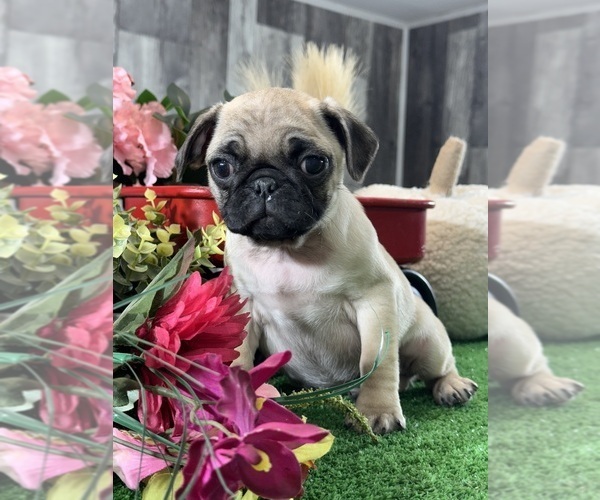 Medium Photo #3 Pug Puppy For Sale in CANOGA, NY, USA