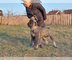 Carlos - Male Schnauzer (Giant) Puppy for Sale - Photo #4