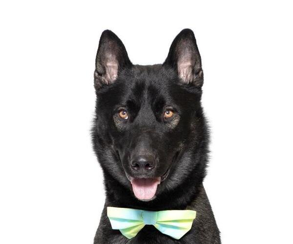 Medium Photo #2 Mutt Puppy For Sale in Santa Maria, CA, USA