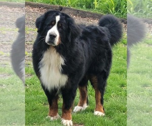 Father of the Bernese Mountain Dog puppies born on 12/15/2022
