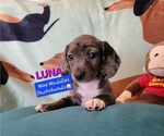 Puppy Luna Dachshund
