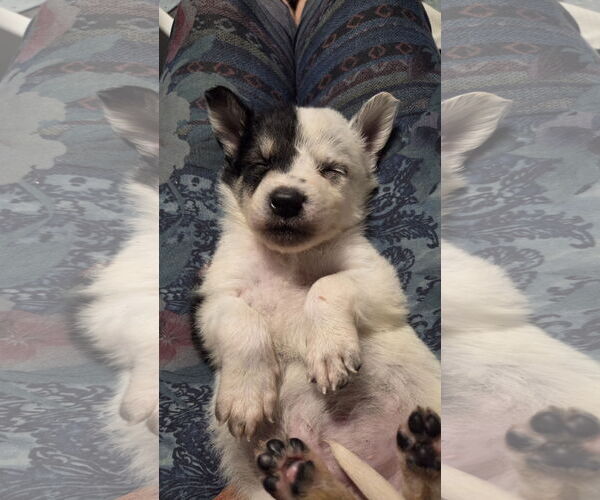 Medium Photo #4 Mutt Puppy For Sale in Garden City, NY, USA