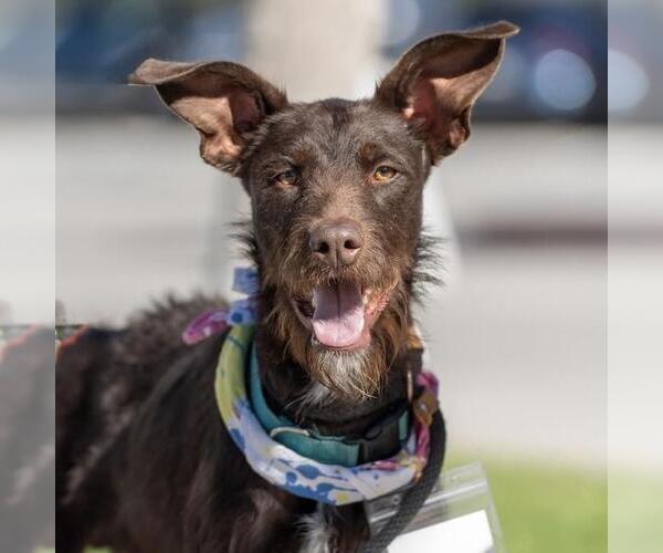 Medium Photo #12 Wirehaired Pointing Poodle Puppy For Sale in San Diego, CA, USA