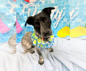 Mutt Dogs for adoption in Bryant, AR, USA