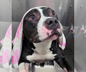 Conan - Male Bulldog-Unknown Mix Dog for Adoption - Photo #2