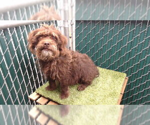 Poodle (Miniature)-Unknown Mix Dogs for adoption in Downey, CA, USA