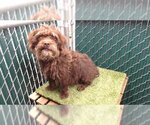 CHAPARRA - Female Poodle (Miniature)-Unknown Mix Dog for Adoption - Small photo