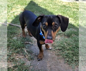 Dachshund-Unknown Mix Dogs for adoption in Long Beach, CA, USA