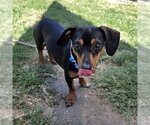 Small Dachshund Mix