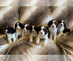 English Springer Spaniel Puppy for sale in BALTIC, SD, USA