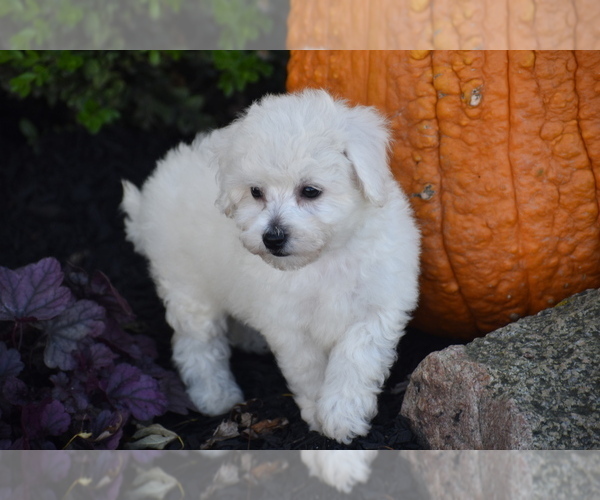 Medium Photo #5 Bichpoo Puppy For Sale in ELDORADO, OH, USA