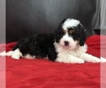 Small Photo #5 Miniature Bernedoodle Puppy For Sale in SUGARCREEK, OH, USA