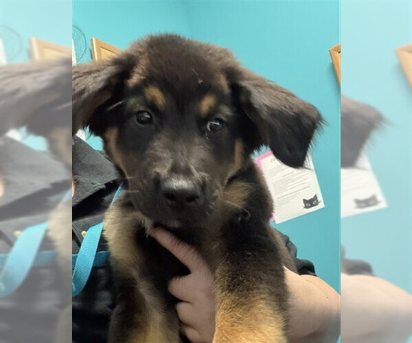 Medium Photo #1 German Shepherd Dog Puppy For Sale in Houston, TX, USA