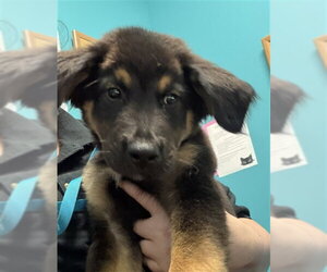 German Shepherd Dog Dogs for adoption in Houston, TX, USA