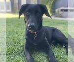 Small #3 Labrador Retriever Mix