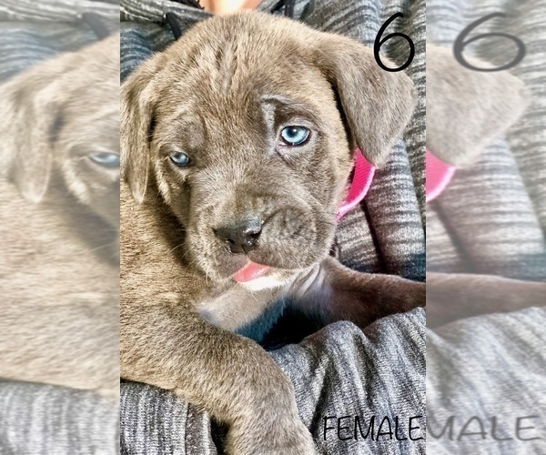 Medium Photo #6 Cane Corso Puppy For Sale in HESPERIA, CA, USA