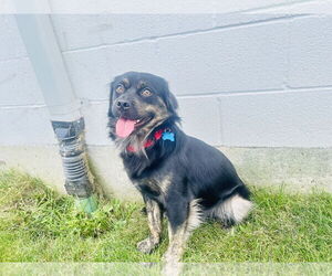 Spaniel-Unknown Mix Dogs for adoption in Plainfield, IL, USA