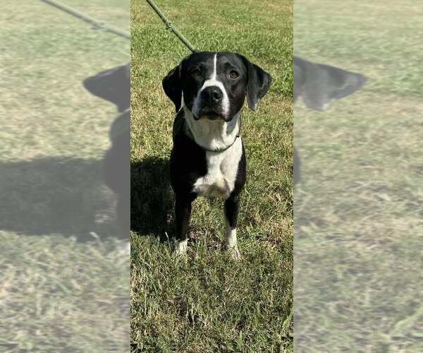 Medium Photo #3 Mutt Puppy For Sale in Abbeville, LA, USA