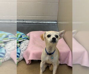 Chihuahua Dogs for adoption in Santa Maria, CA, USA