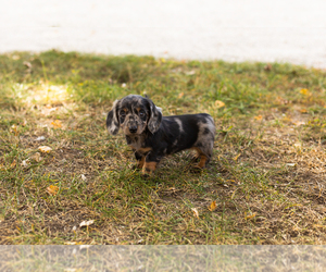 Dachshund Puppy for sale in NAPPANEE, IN, USA