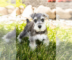 Small Photo #8 Schnauzer (Miniature) Puppy For Sale in MILLERSBURG, IN, USA