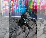 Small Photo #2 Rottweiler-Unknown Mix Puppy For Sale in New London, WI, USA