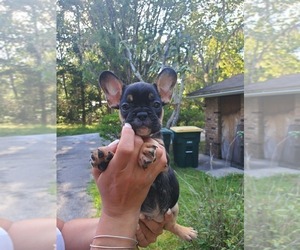 French Bulldog Puppy for sale in JACKSONVILLE, FL, USA
