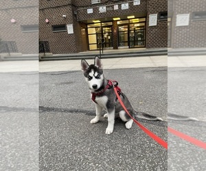 Siberian Husky Puppy for sale in WEST FARMS, NY, USA
