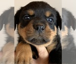 Small Photo #7 Rottweiler Puppy For Sale in OAK GLEN, CA, USA