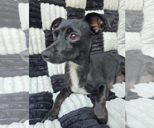 Medium Photo #4 Chiweenie Puppy For Sale in San Francisco, CA, USA