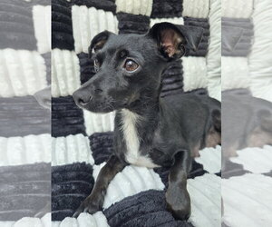 Onyx - Female Chiweenie Dog for Adoption - Photo #4