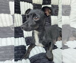 Small Photo #4 Chiweenie Puppy For Sale in San Francisco, CA, USA