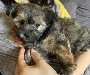 YorkiePoo Puppy for sale in YUMA PROVING GROUND, AZ, USA