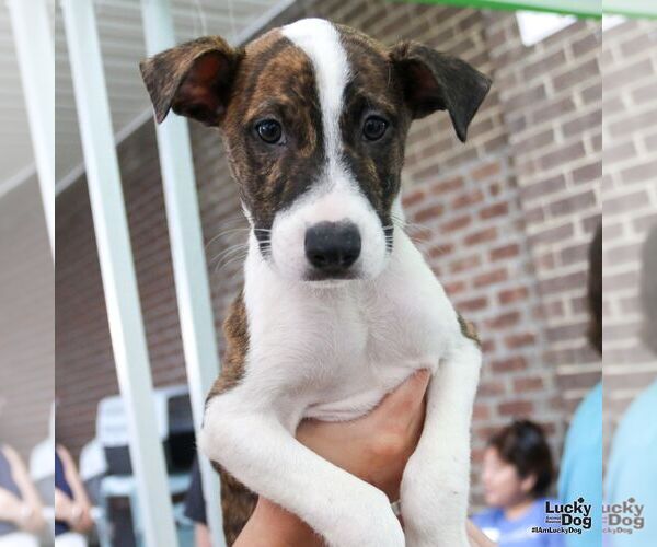 Medium Photo #6 Mutt Puppy For Sale in Washington, DC, USA