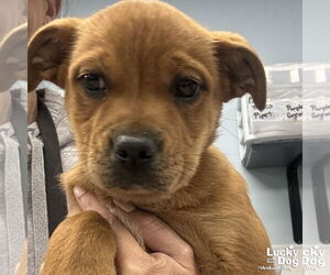 Labrador Retriever-Unknown Mix Dogs for adoption in Washington, DC, USA