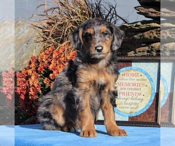 Medium Photo #5 Aussiedoodle Puppy For Sale in HOLTWOOD, PA, USA