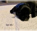 Small Photo #13 Shih Tzu Puppy For Sale in LONGWOOD, FL, USA