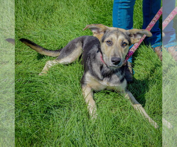 Medium Photo #4 Collie-German Shepherd Dog Mix Puppy For Sale in Huntley, IL, USA