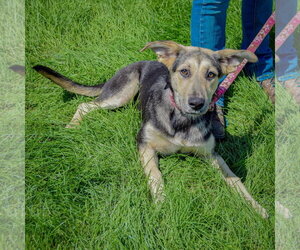 Kira - Female Collie-German Shepherd Dog Mix Dog for Adoption - Photo #4